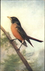 American Robin Postcard