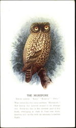 The Morepork Postcard