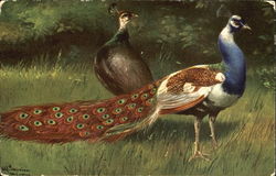 Peacock Postcard