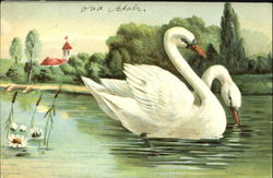 Swans Birds Postcard Postcard