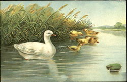 Ducks Postcard