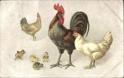 Chickens & Chick Postcard