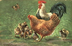 Chickens Postcard