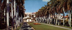 Lovely Royal Palm Trees At The Entrance To A Magnificent Estate Large Format Postcard