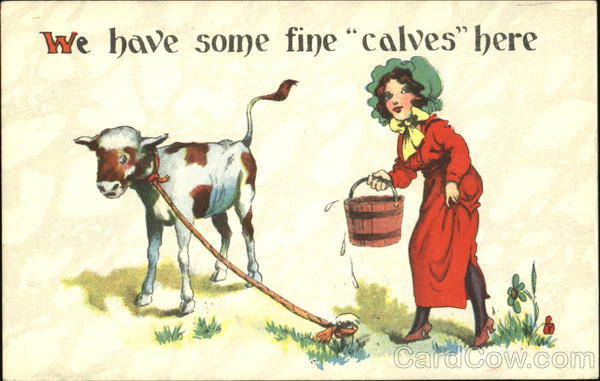 We Have Some Fine Calves Here Cows & Cattle