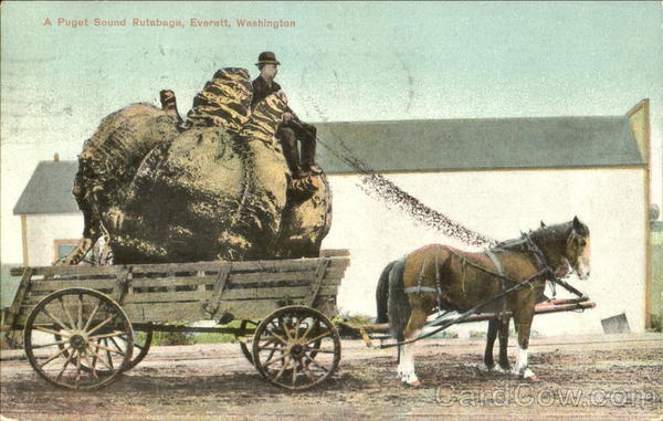 A Puget Sound Rutabaga Everett Washington