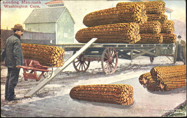 Loading Mammoth Washington Corn Exaggeration