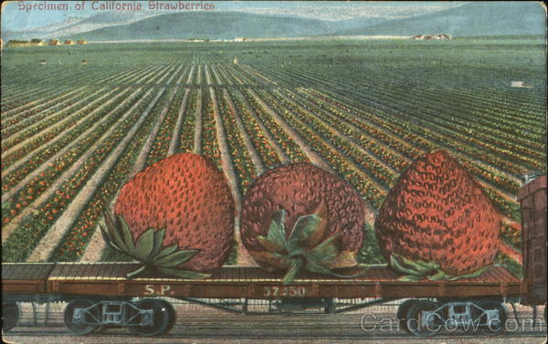 Specimen Of California Strawberries Exaggeration
