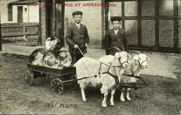 Just Plums Anderson Indiana