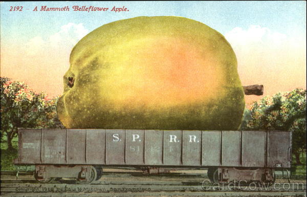 A Mammoth Belleflower Apple Exaggeration