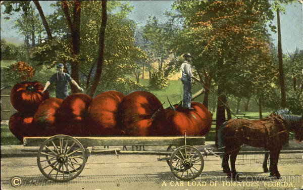 A Car Load Of Tomatoes Florida Exaggeration