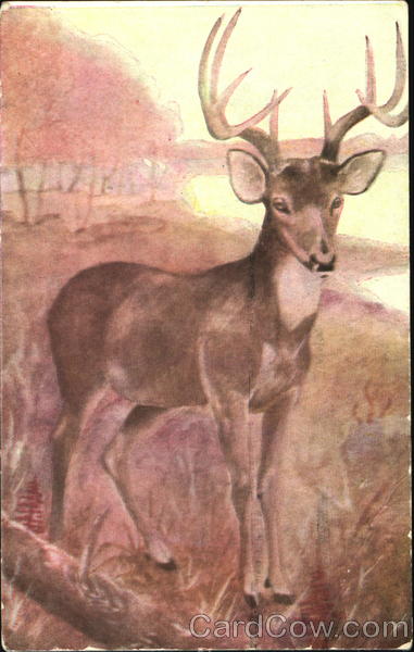 Deer