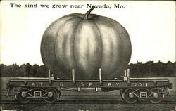 The Kind We Grow Near Nevada Missouri Postcard Postcard