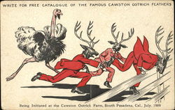 Cawston Ostrich Farm South Pasadena, CA Advertising Postcard Postcard