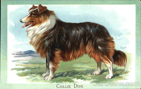 Collie Dog Dogs