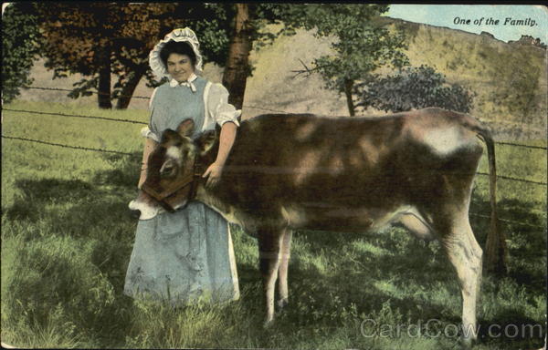 One Of The Family Cows & Cattle