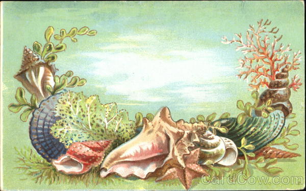 Seashells Seaside Series