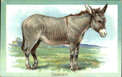 Donkey Postcard