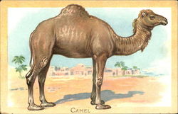 Camel Postcard