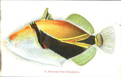 Hawaiian Fish Humuhumu Postcard Postcard