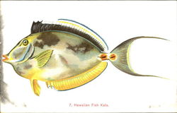 Hawaiian Fish Kala Postcard Postcard