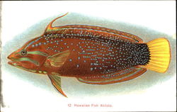 Hawaiian Fish Akilolo Postcard Postcard