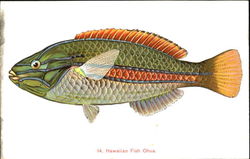 Hawaiian Fish Ohua Postcard Postcard