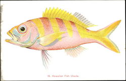 Hawaiian Fish Ulaula Postcard