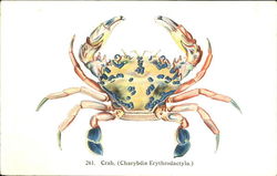 Crab Postcard