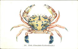 Crab Fish Postcard Postcard