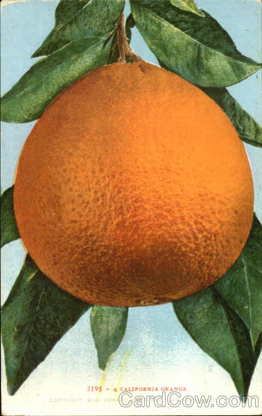 A California Orange Fruit