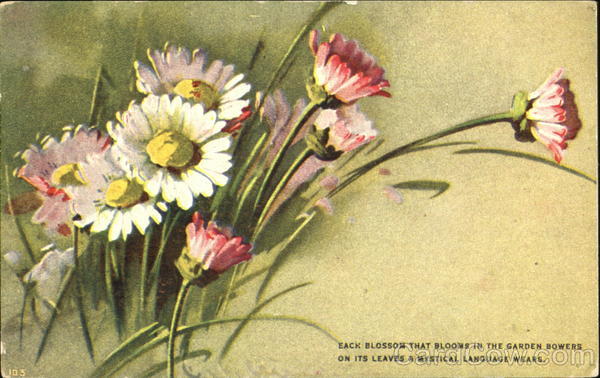 Pink and white flowers C. Klein