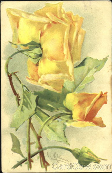 Yellow roses C. Klein
