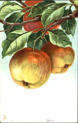 Apples on the branch Postcard