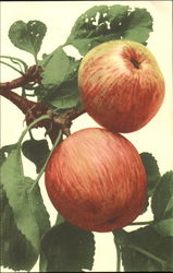 Apples on a branch Postcard
