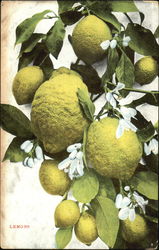 Lemons Postcard