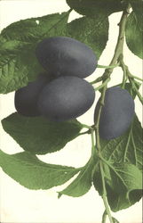 Olives on the Vine Fruit Postcard Postcard