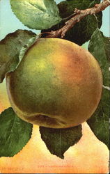 New Fown Birrin Fruit Postcard Postcard