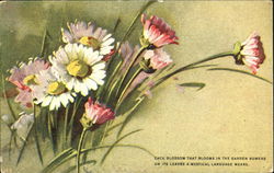 Pink and white flowers Postcard