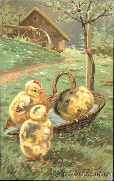 Three Chicks on Farm With Chicks