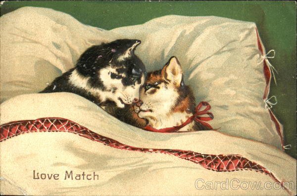 Two cats in bed