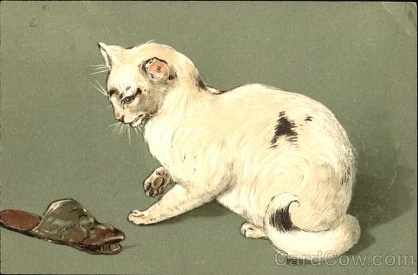 White Cat and the Slipper Cats