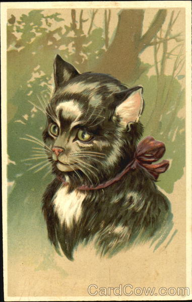 Black and White Cat with Ribbon Cats
