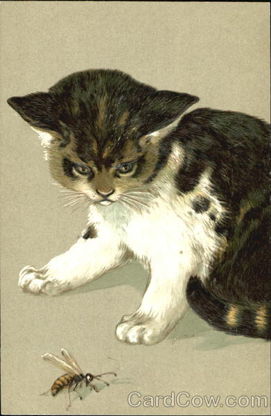 Kitten watching a bee Cats