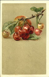 Cherries on Broken Branch Postcard