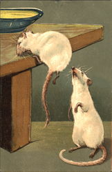 An Adventurous White Rat Under His Brother's Watchful Eye Postcard