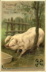 Fat pig at the trough Pigs Postcard Postcard