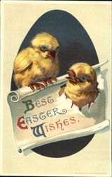 Easter chicks on scroll Postcard