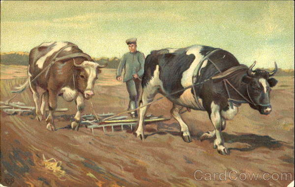 Man Plowing With Oxen Cows & Cattle