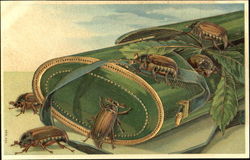 Beetles on a Green Case Postcard